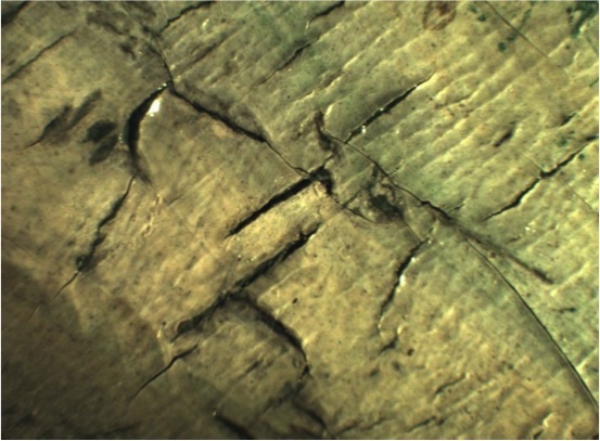 Photomicrograph. Extremely close view of a sage-green, painted surface shows cracks, some of which slightly lift away from the underlying layers of paint.