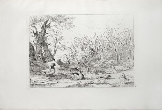 Print. Six ducks lie or stand in a river or on the bank in front of a screen of reeds, grasses, and trees. The surface of the river is mostly the white of the page. One duck opens its beak in a call.